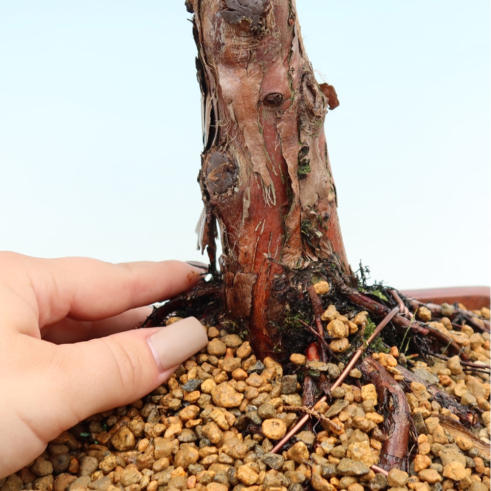 Kültéri bonsai - Juniperus chinensis Kishu
