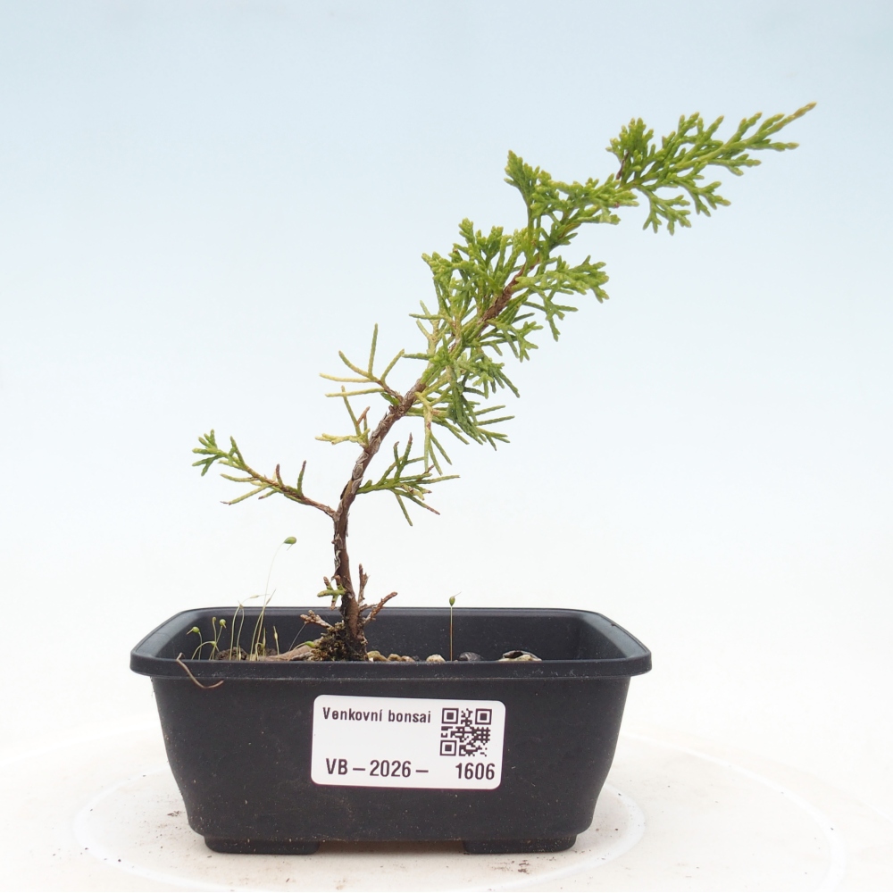 Kültéri bonsai - Juniperus chinensis Itoigawa