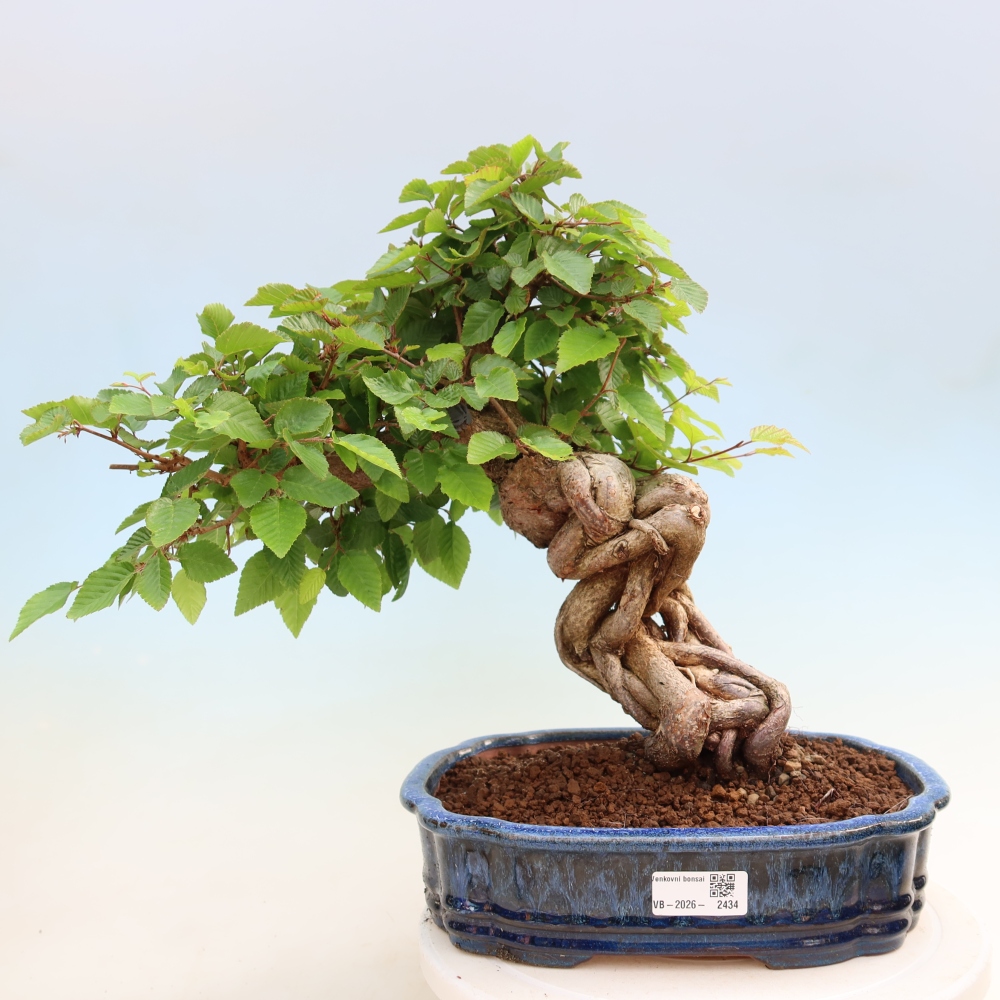 Kültéri bonsai -Carpinus Coreana - Koreai gyertyánfa