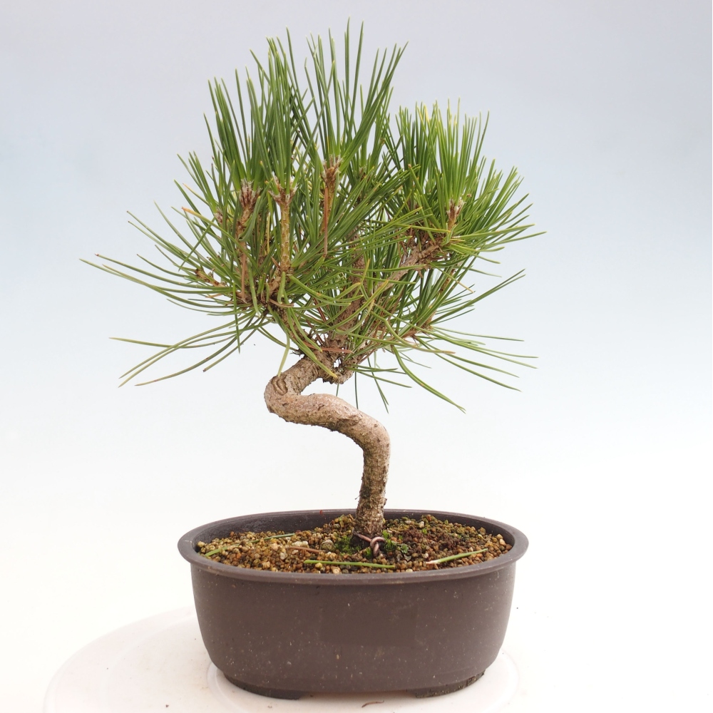 Kültéri bonsai - Pinus thunbergii - Thunberg fenyő