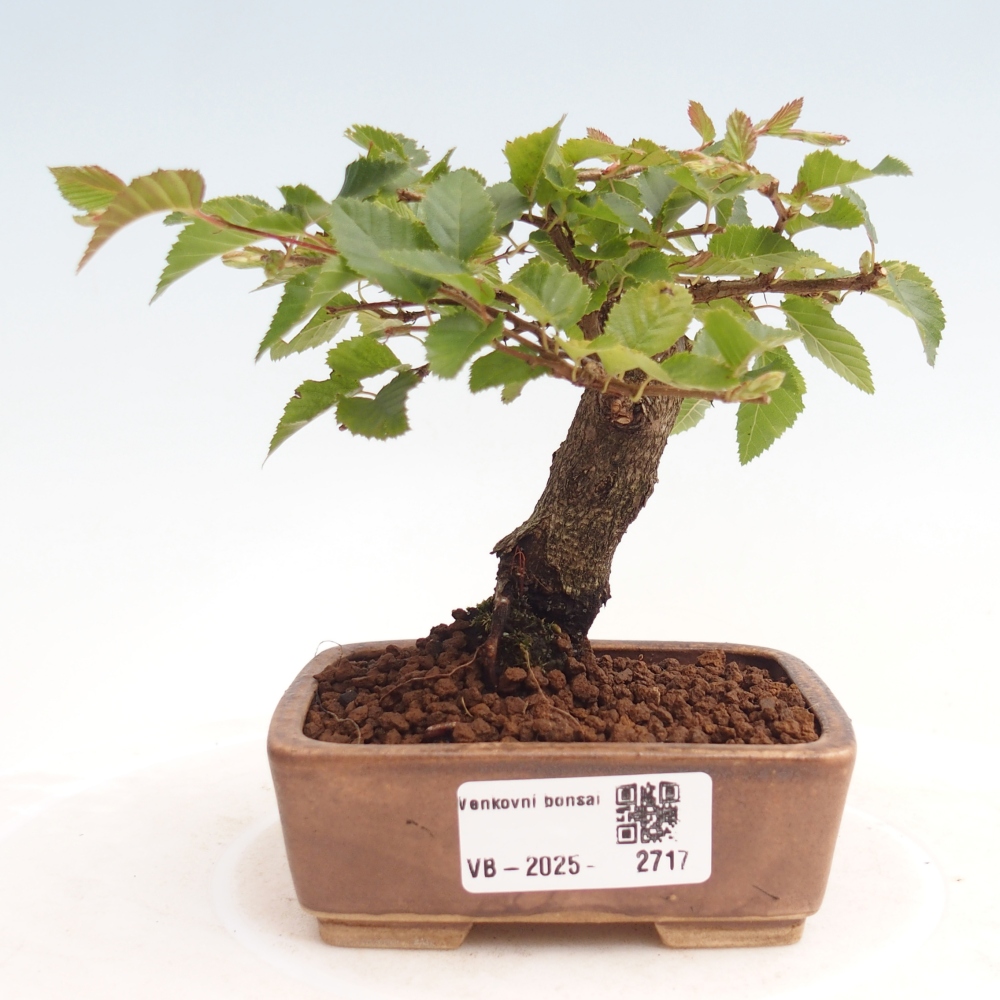 Kültéri bonsai -Carpinus CARPINOIDES - Koreai gyertyánfa