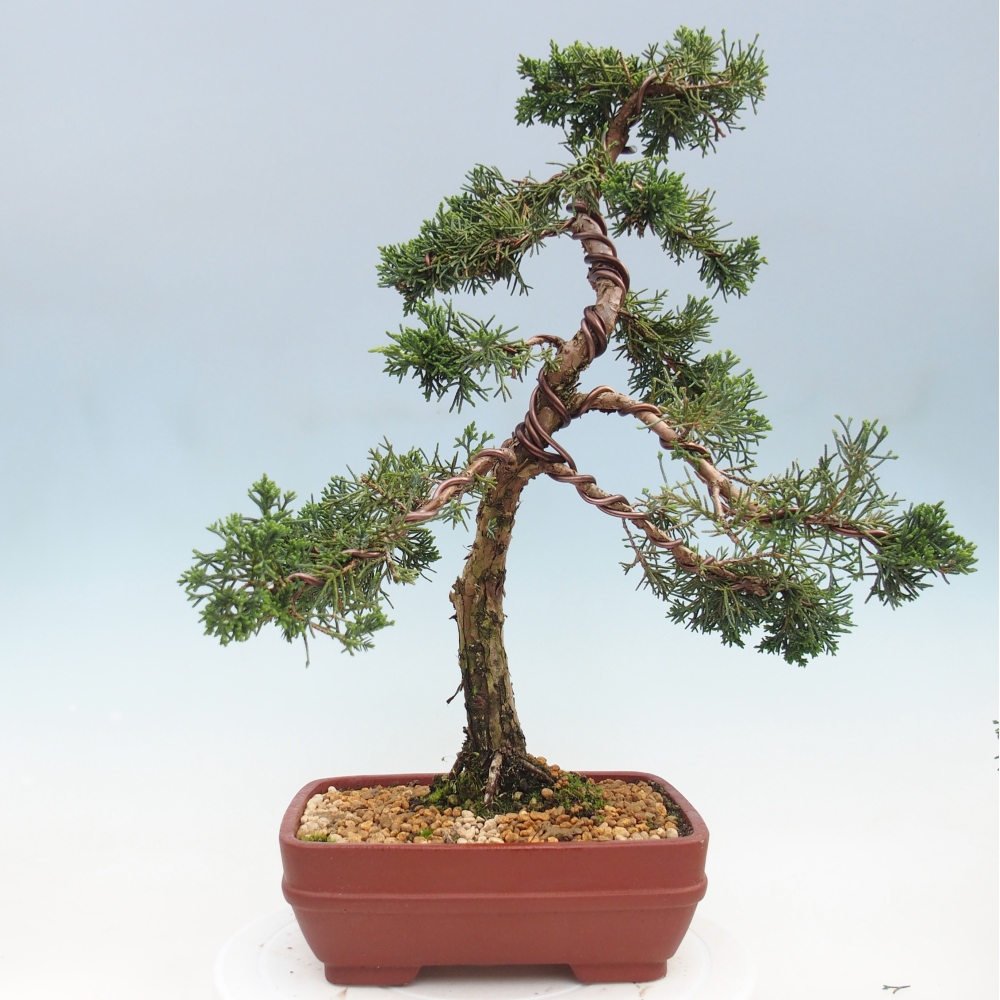 Kültéri bonsai - Juniperus chinensis Kishu