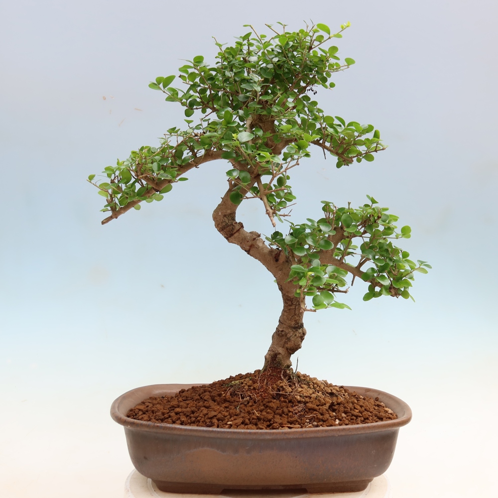 Szobai bonsai -Ligustrum retusa - kislevelű madárcsőrű
