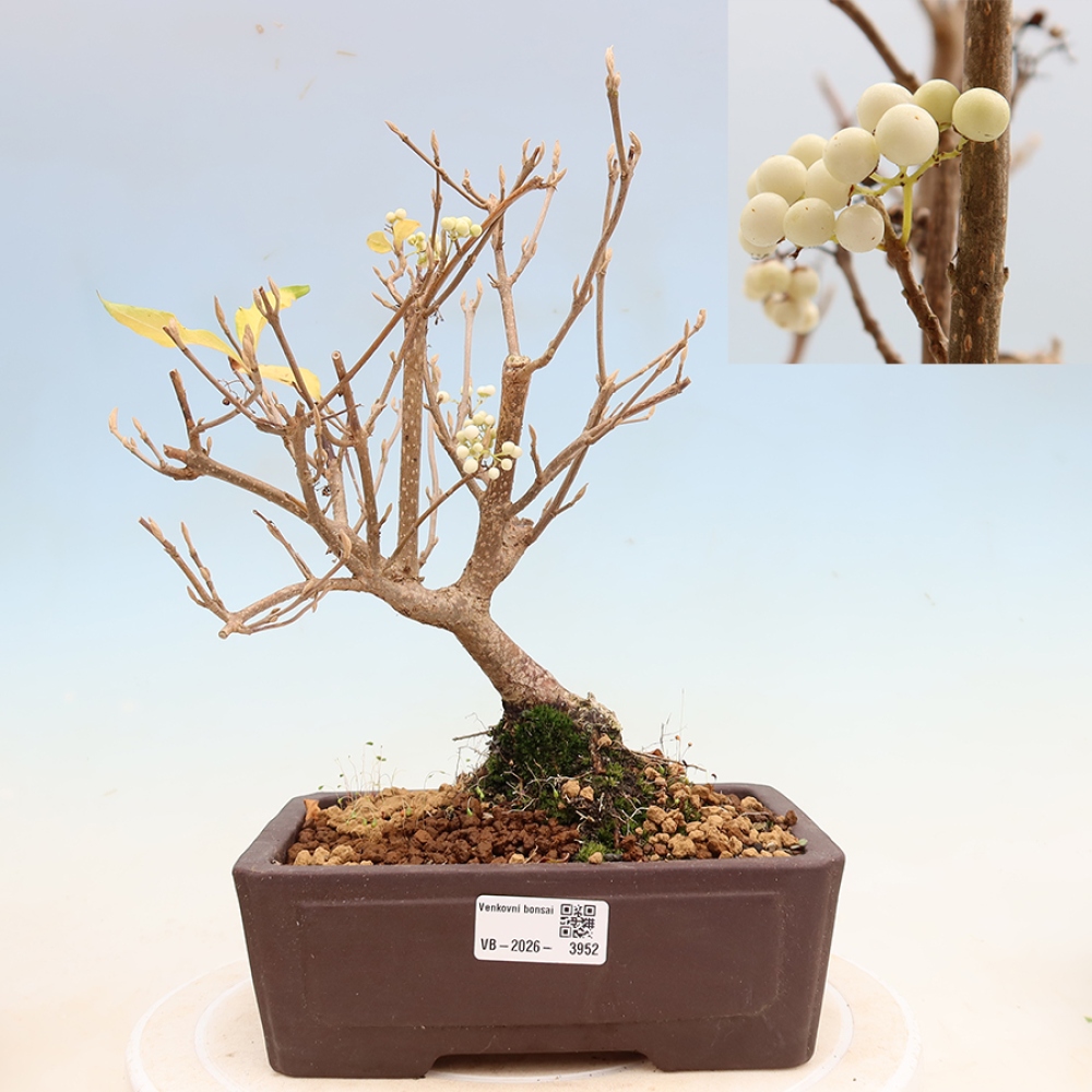Kültéri bonsai – Callicarpa bodinieri Snowqueen – Gyönyörűtermésű bokor