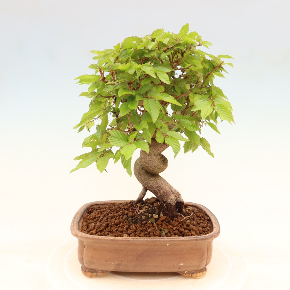 Kültéri bonsai -Carpinus Coreana - Koreai gyertyánfa