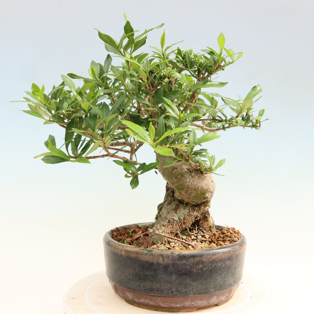 Szobai bonsai - Gardenia jasminoides-Gardenia