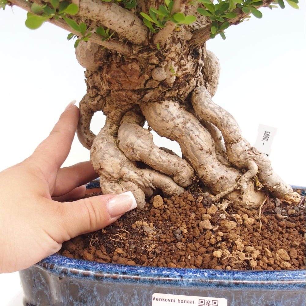 Kültéri bonsai - Berberis coreana