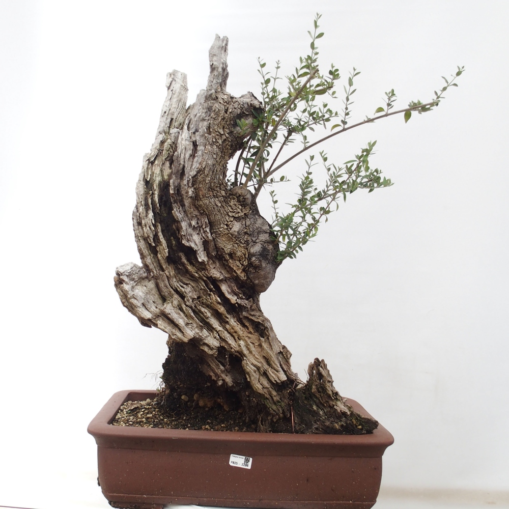 Beltéri bonsai - Olea europaea sylvestris