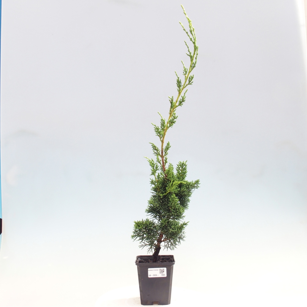 Kültéri bonsai - Juniperus chinensis Kishu