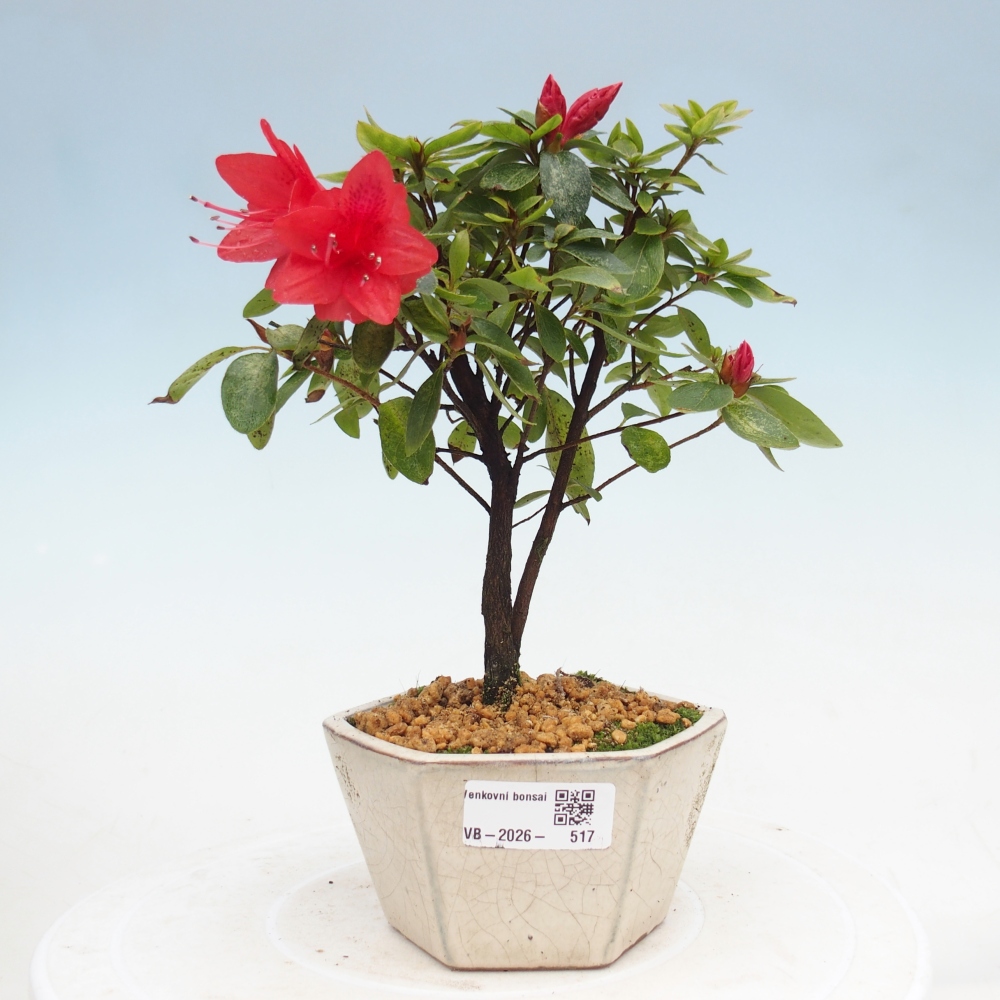 Kültéri bonsai - japán azálea - Azalea sp.