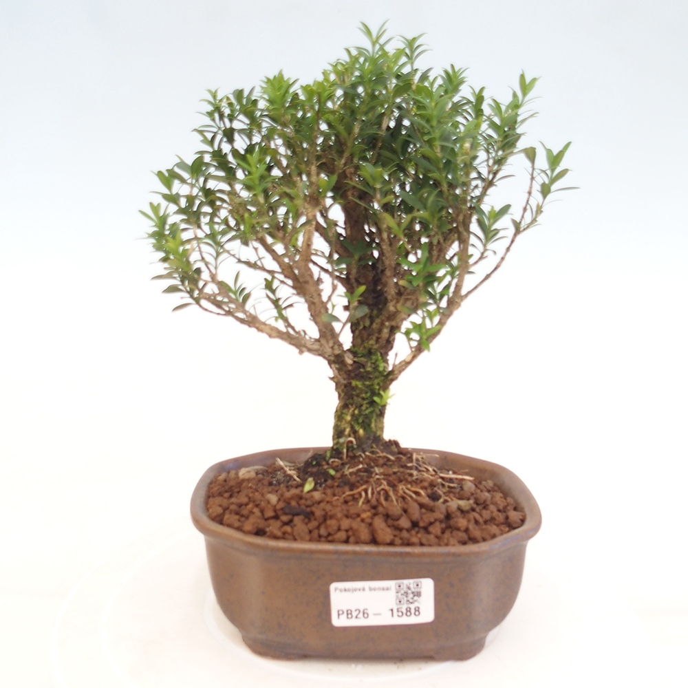 Szobai bonsai - Buxus harlandii - parafa buxus