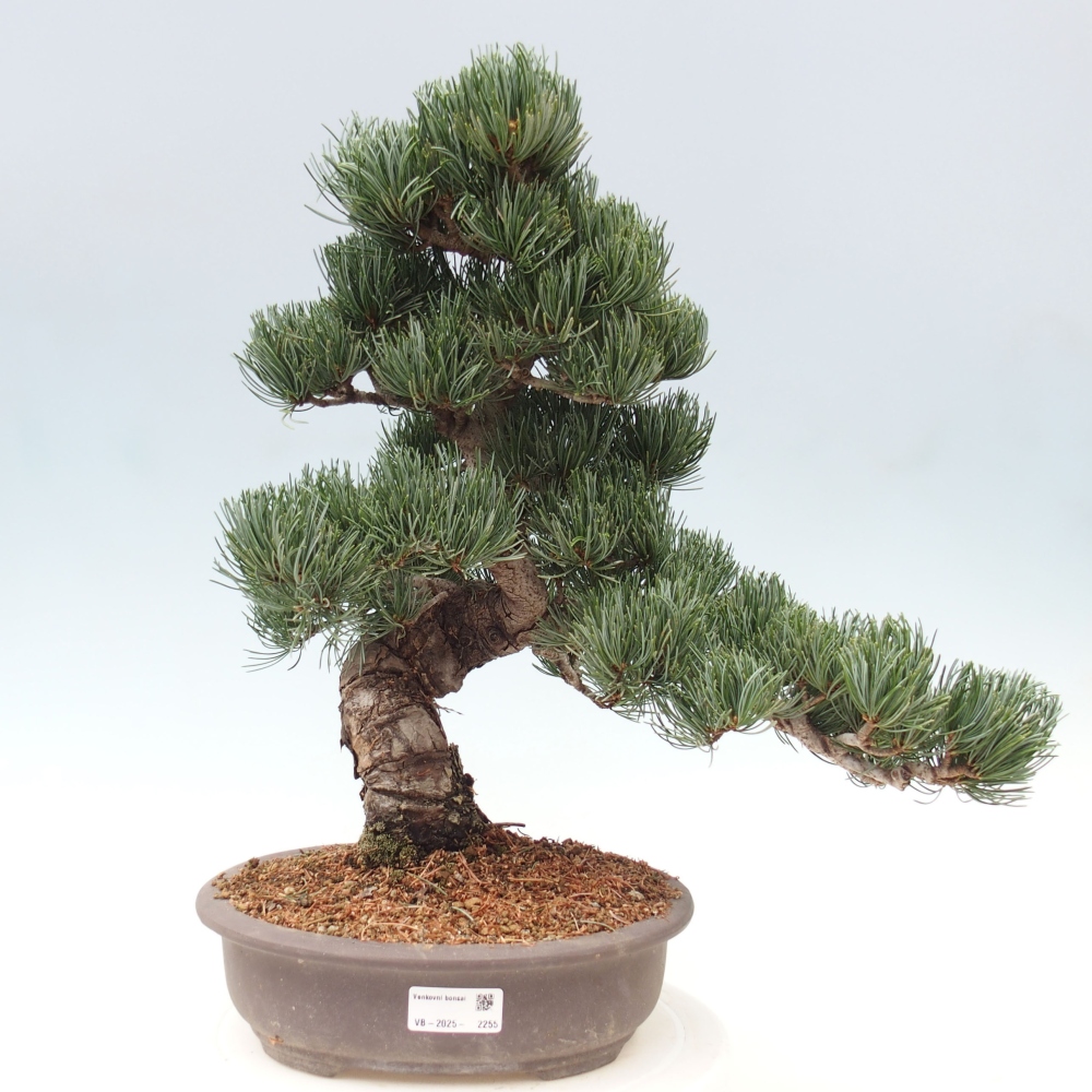 Kültéri bonsai - Pinus parviflora - Pinus parviflora
