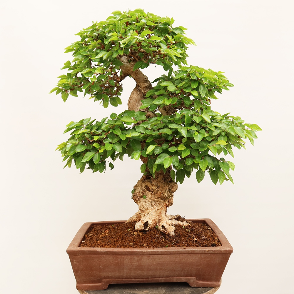 Kültéri bonsai -Carpinus Coreana - Koreai gyertyánfa