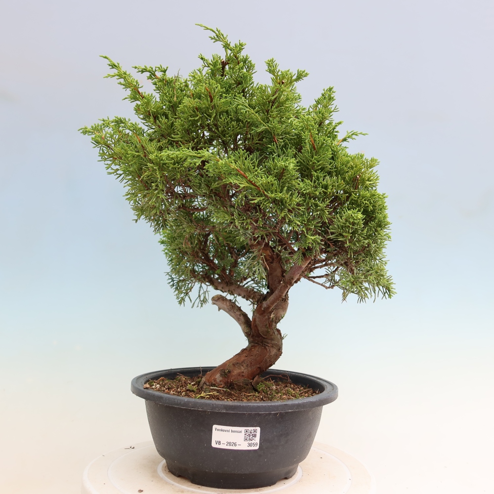 Kültéri bonsai - Juniperus chinensis Itoigawa-Juniperus chinensis