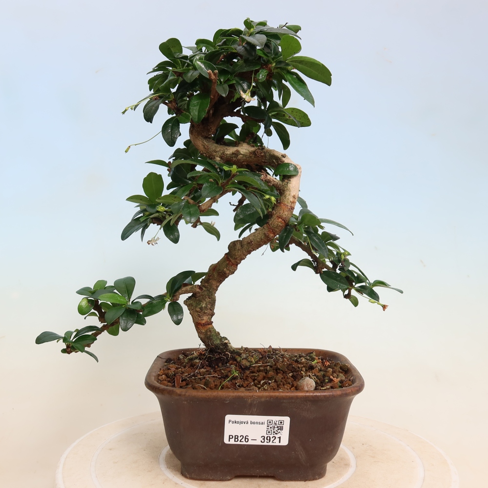 Szobai bonsai - Carmona macrophylla - Tea fuki