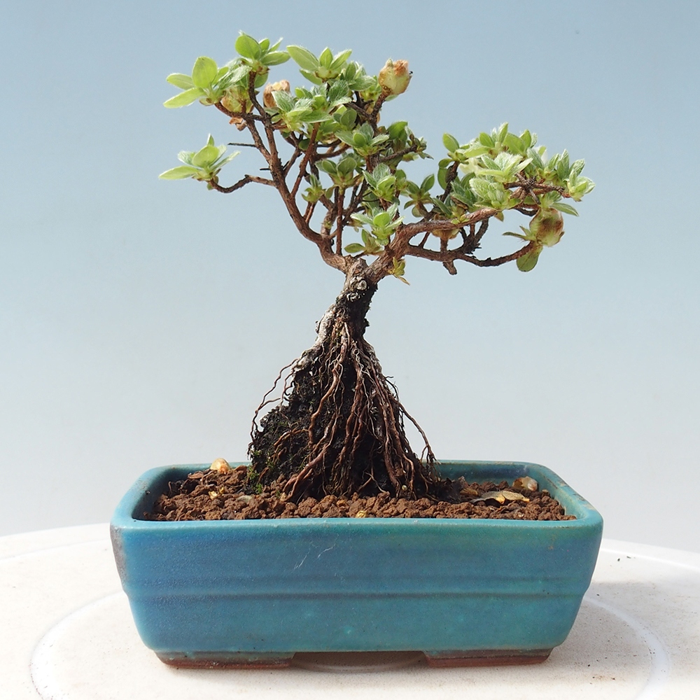 Kültéri bonsai - Rhododendron indicum - japán azálea