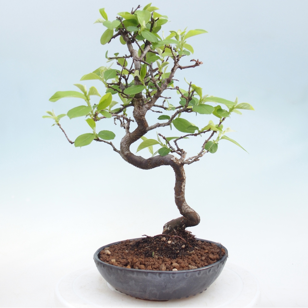 Kültéri bonsai - Chaneomeles chinensis