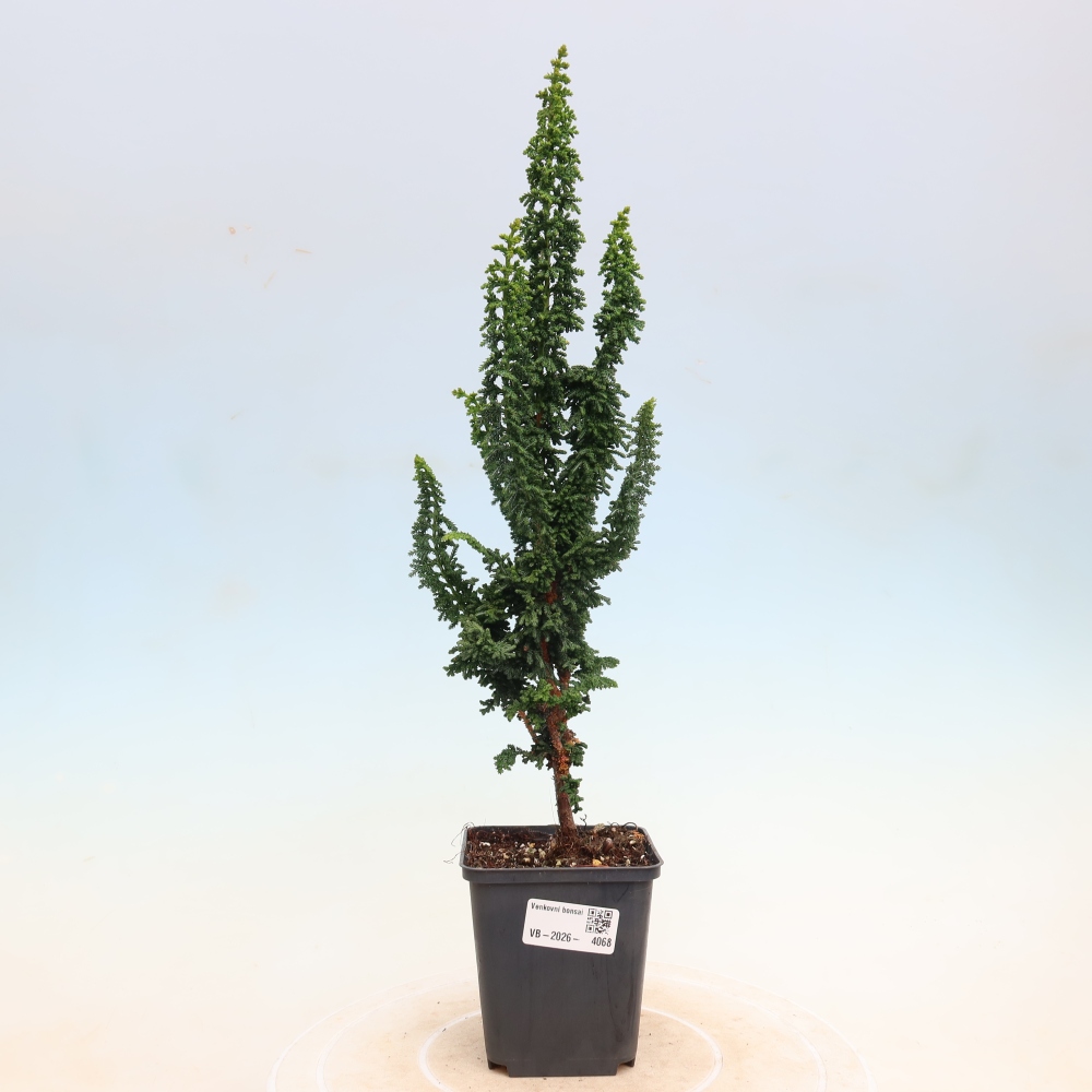 Kültéri bonsai - Cham. obtusa SEKKA HINOKI - Cifra ciprus