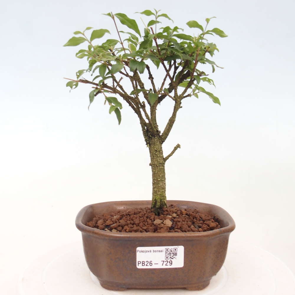 Szobai bonsai - Malpighia coccigera- Barbdor cseresznye