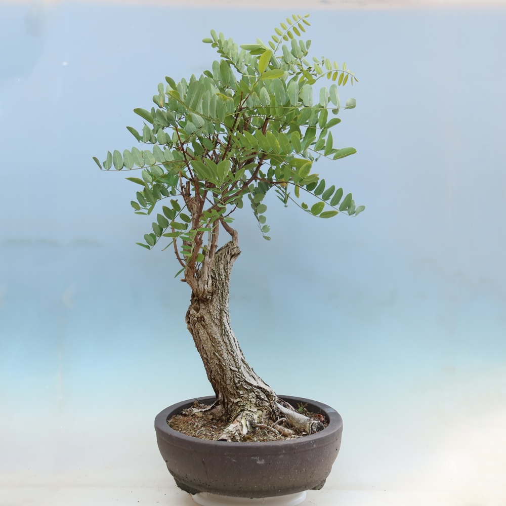 Kültéri bonsai - Tüskés akác - Robinia pseudoacacia