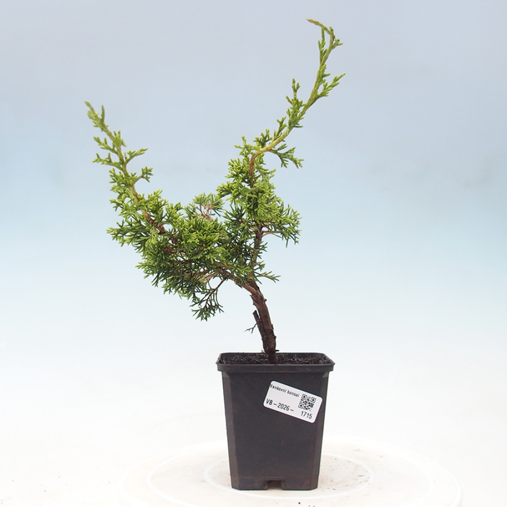 Kültéri bonsai - Juniperus chinensis Itoigawa