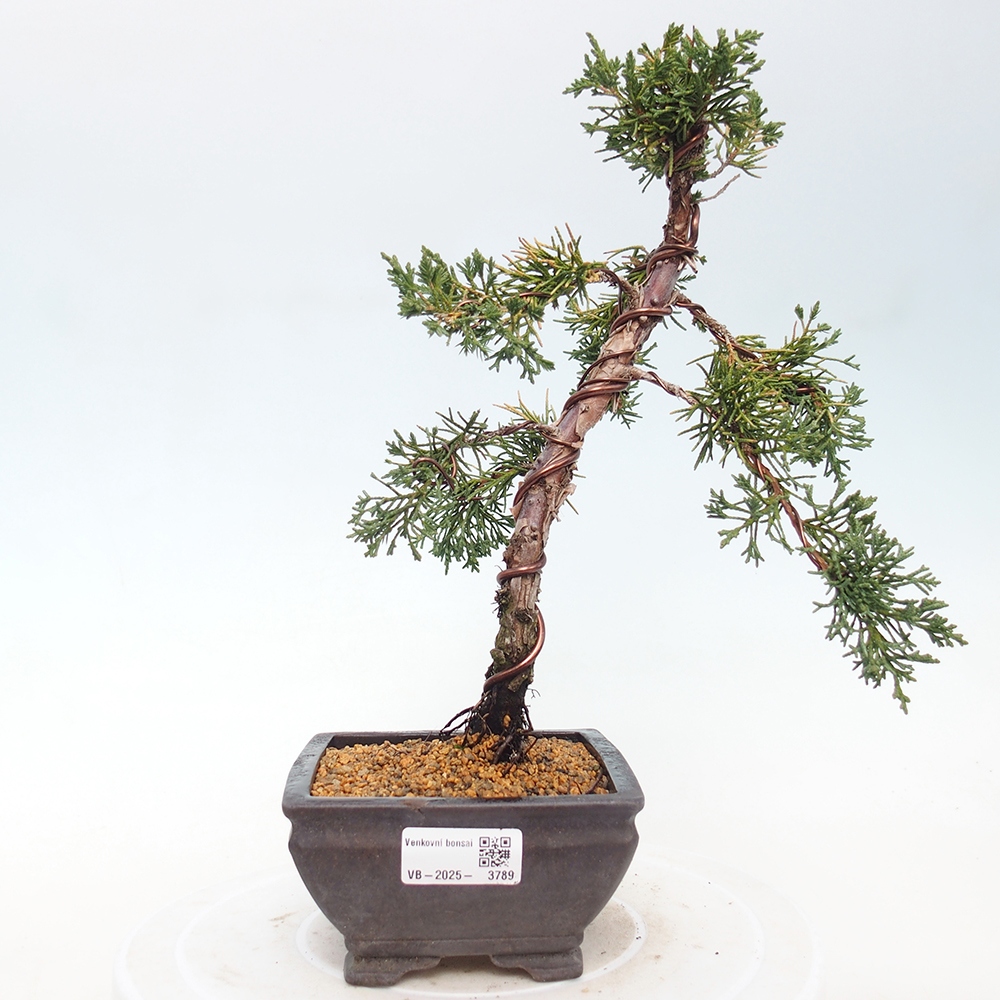 Kültéri bonsai - Juniperus chinensis Kishu