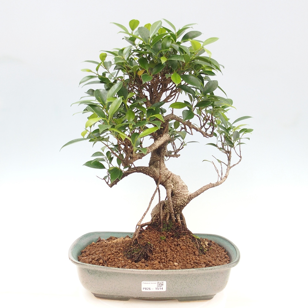 Szobai bonsai - Ficus kimmen - kislevelű fikusz