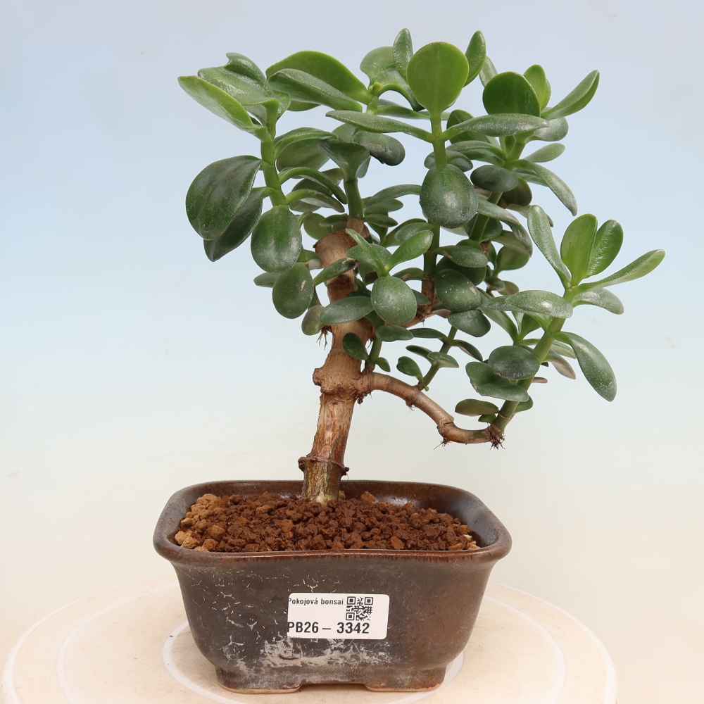 Szobabonsai – Tojás alakú vastaglevél – Crassula ovata