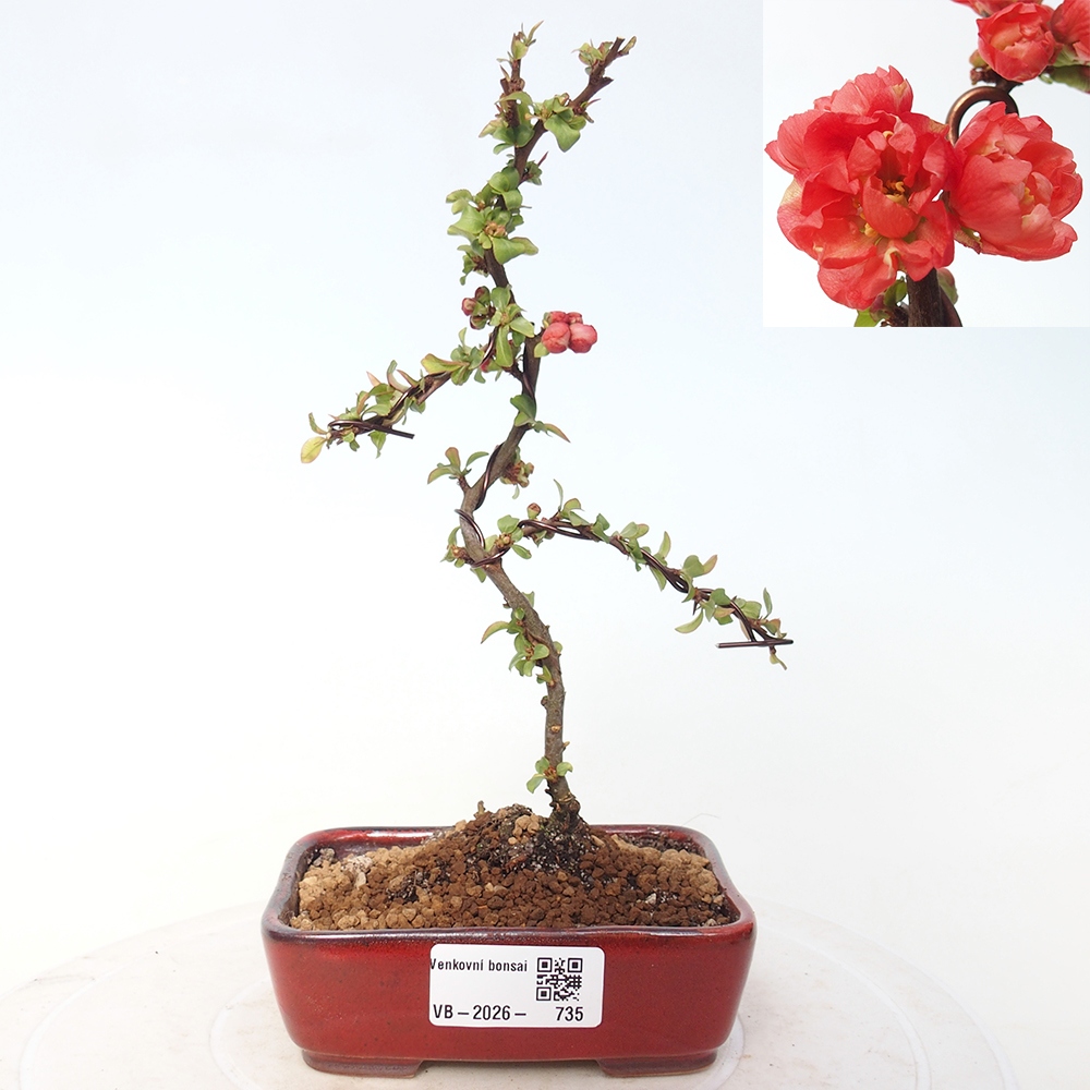 Kültéri bonsai - Chaneomeles s. Red Joy - birs