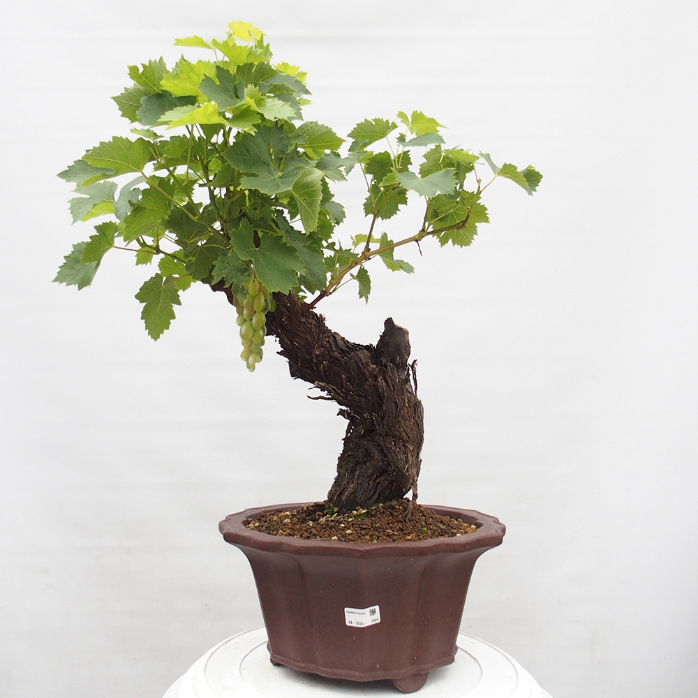 Kültéri bonsai - Vitis vinnifera MUSKAT ITALIA - Szőlőfajták