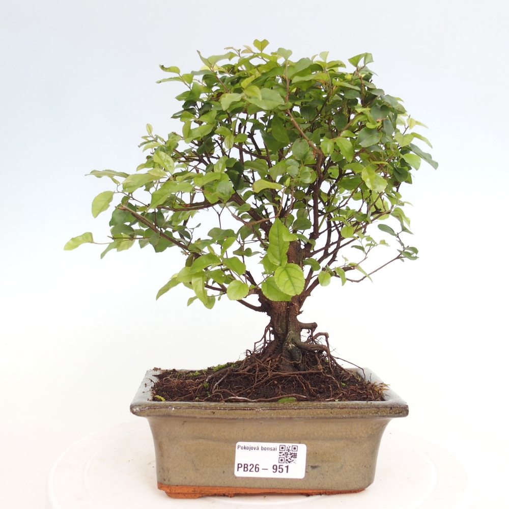 Szobai bonsai - Sageretia thea - Sageretia thea