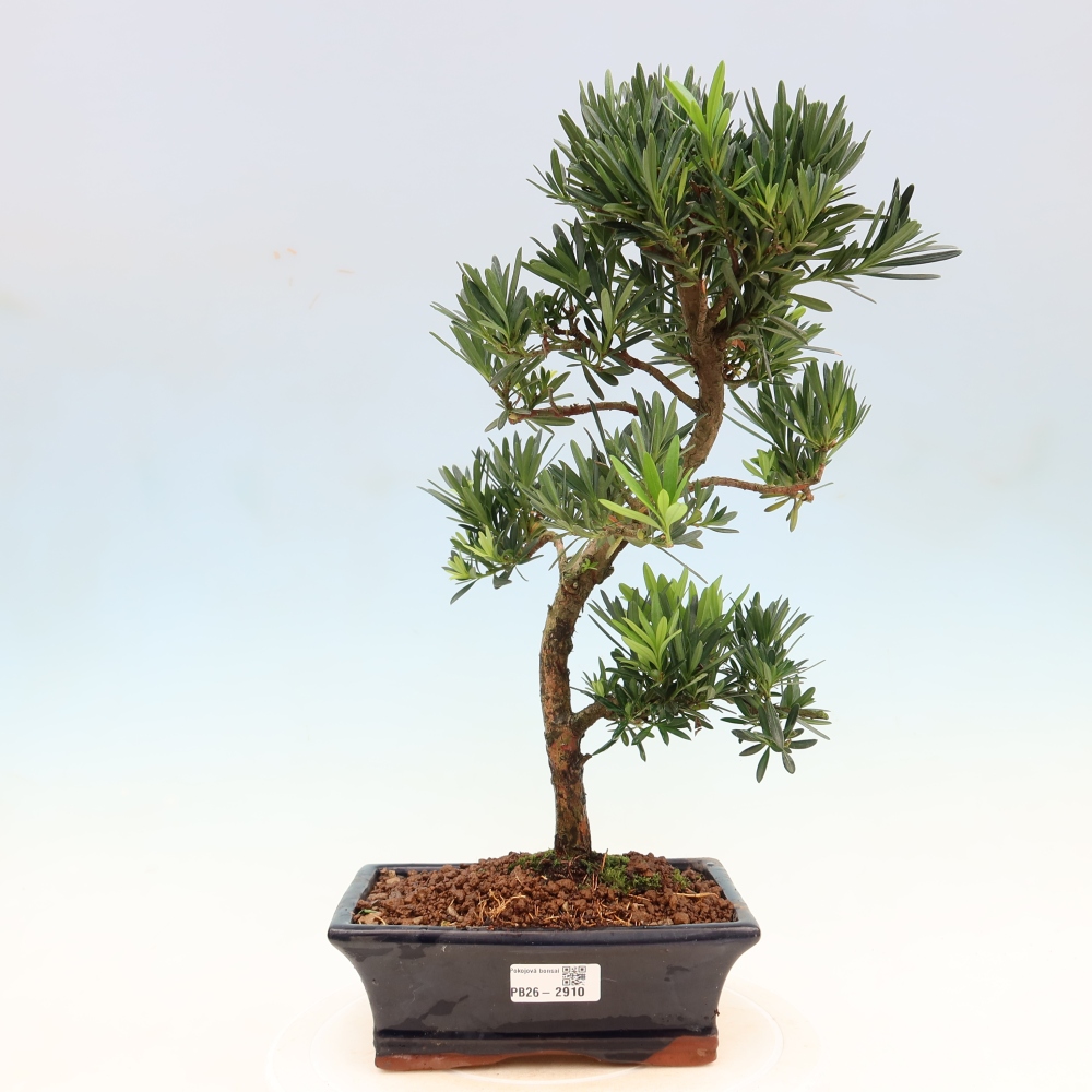 Szobai bonsai - Podocarpus - Kőtiszafa