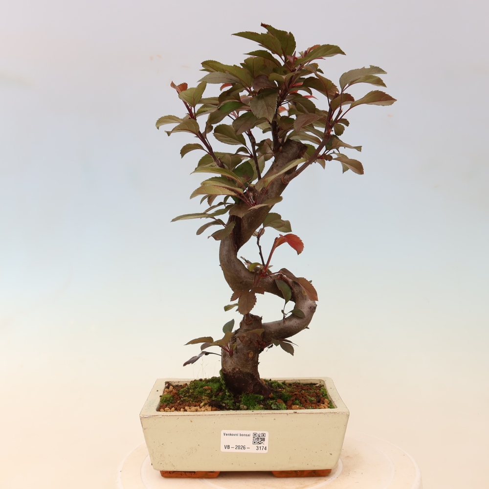Kültéri bonsai -Malus domestica - Kis gyümölcsű piros levelű almafa