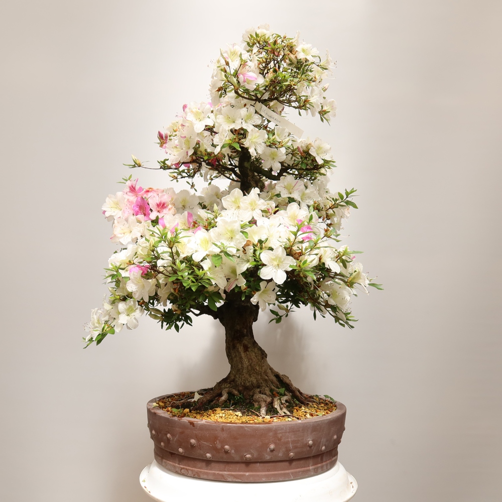 Kültéri bonsai – Japán azálea – Azalea Kotobokietsu