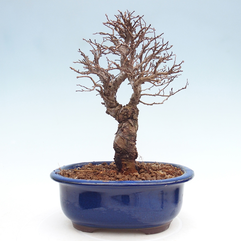 Kültéri bonsai - Zelkova - Zelkova NIRE