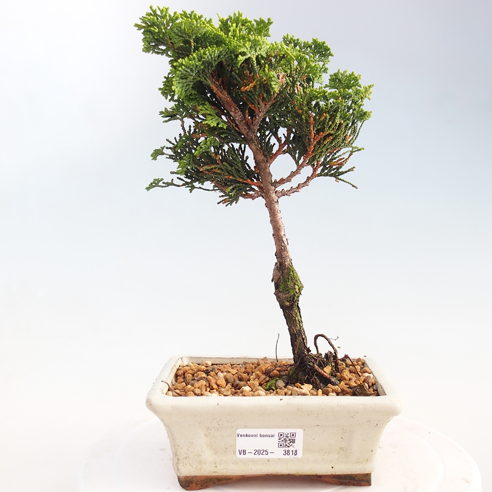 Kültéri bonsai - Cham.pis obtusa Nana Gracilis - ciprus