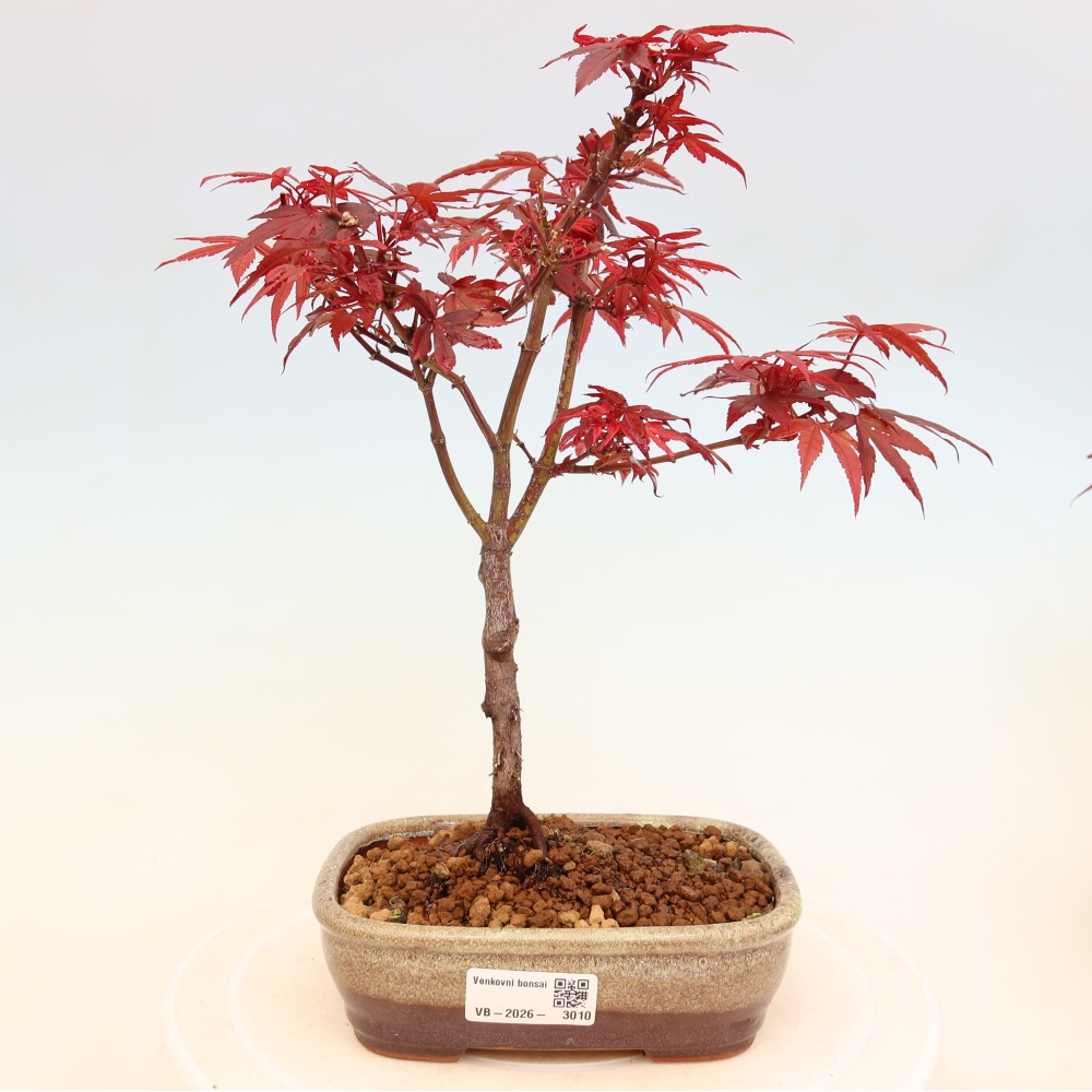 Kültéri bonsai – tenyérlevelű juhar – Acer palmatum Berry Broom 