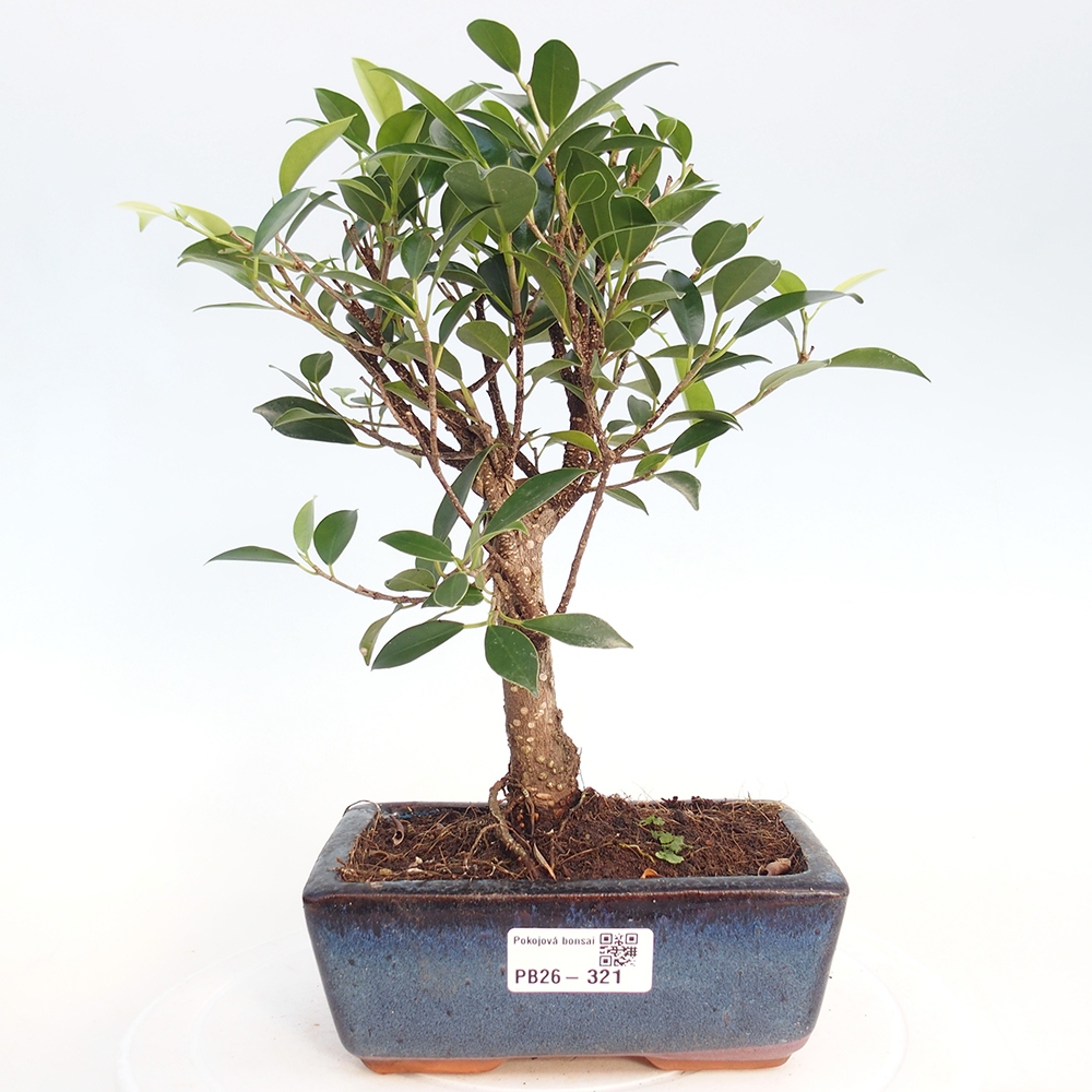 Szobai bonsai - Ficus retusa - kislevelű fikusz