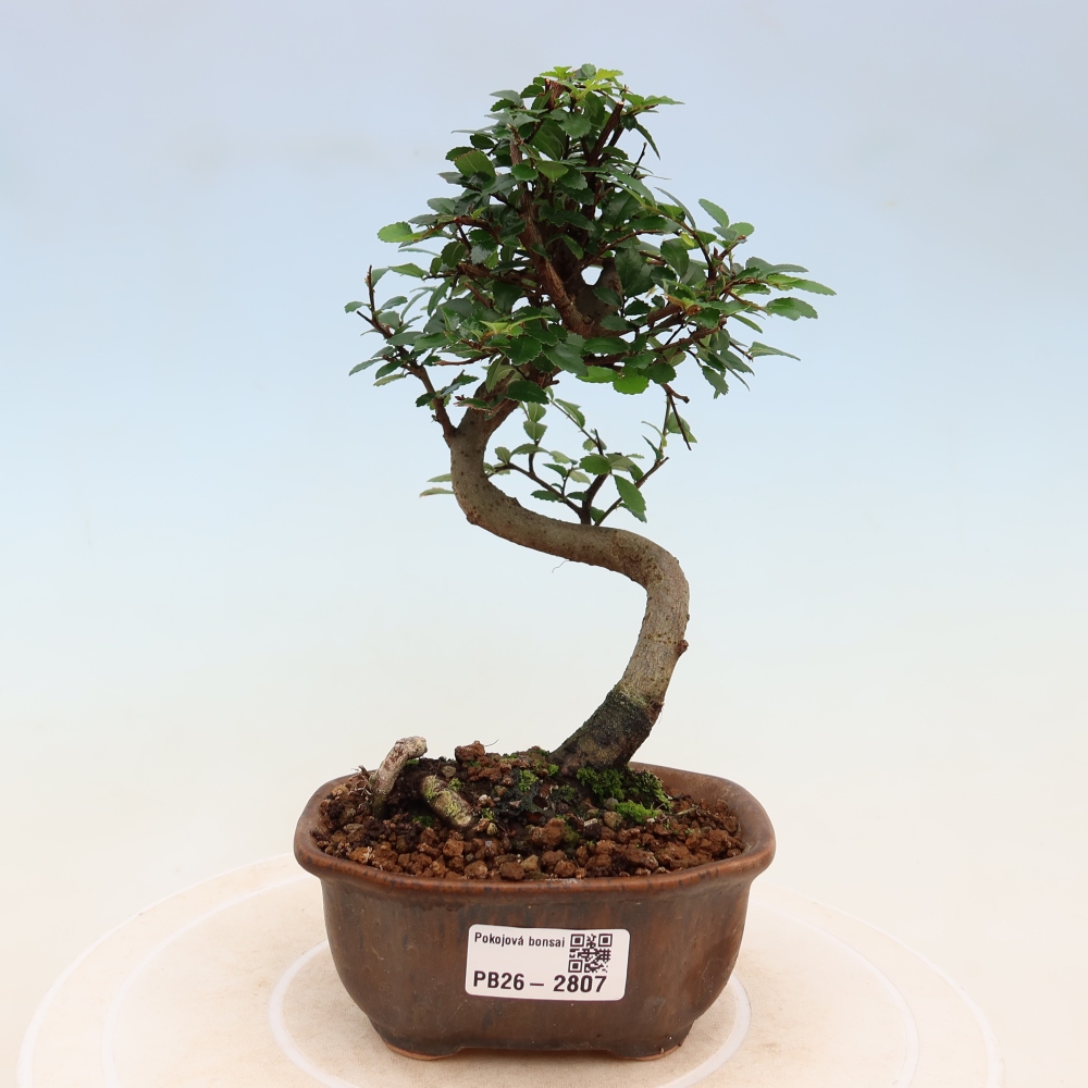 Szobai bonsai - Ulmus parvifolia - Kislevelű szilfa