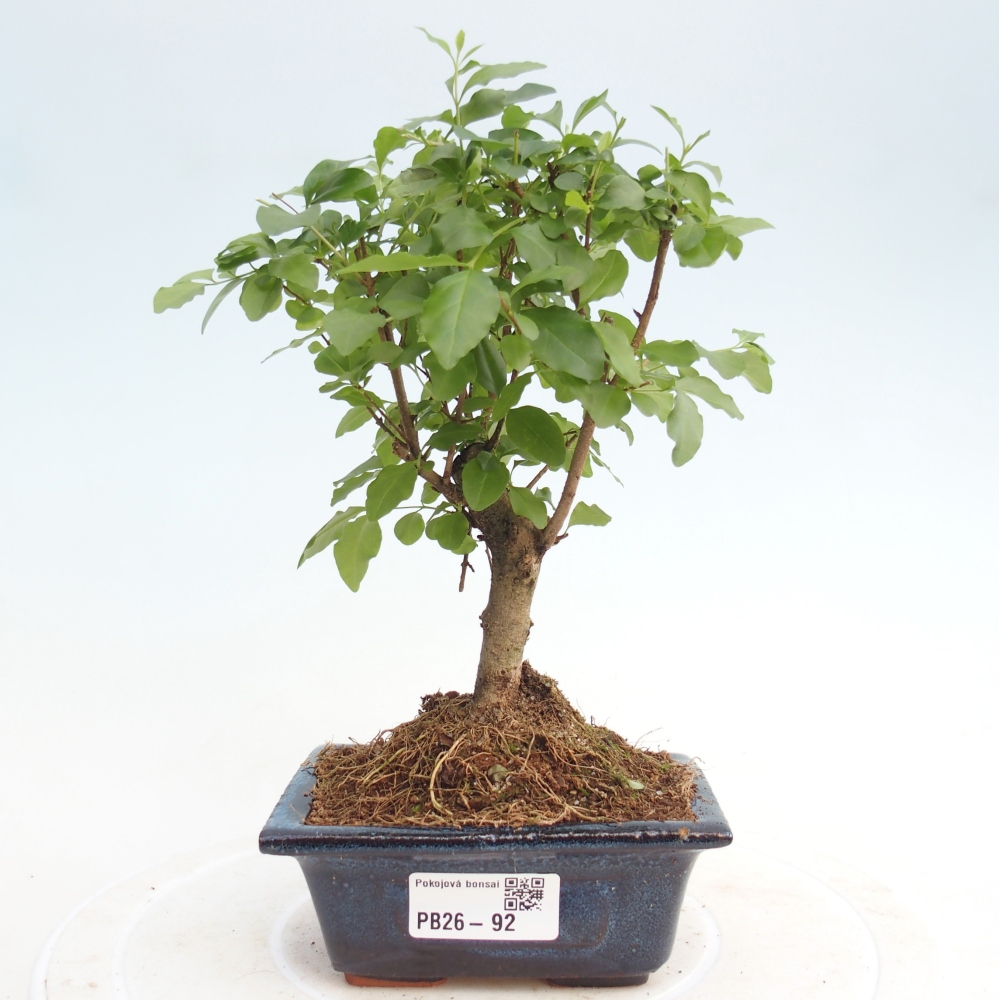 Szobai bonsai -Ligustrum chinensis - Madárcsőr