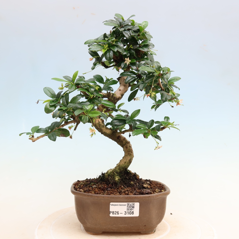 Szobai bonsai - Carmona macrophylla - Tea fuki