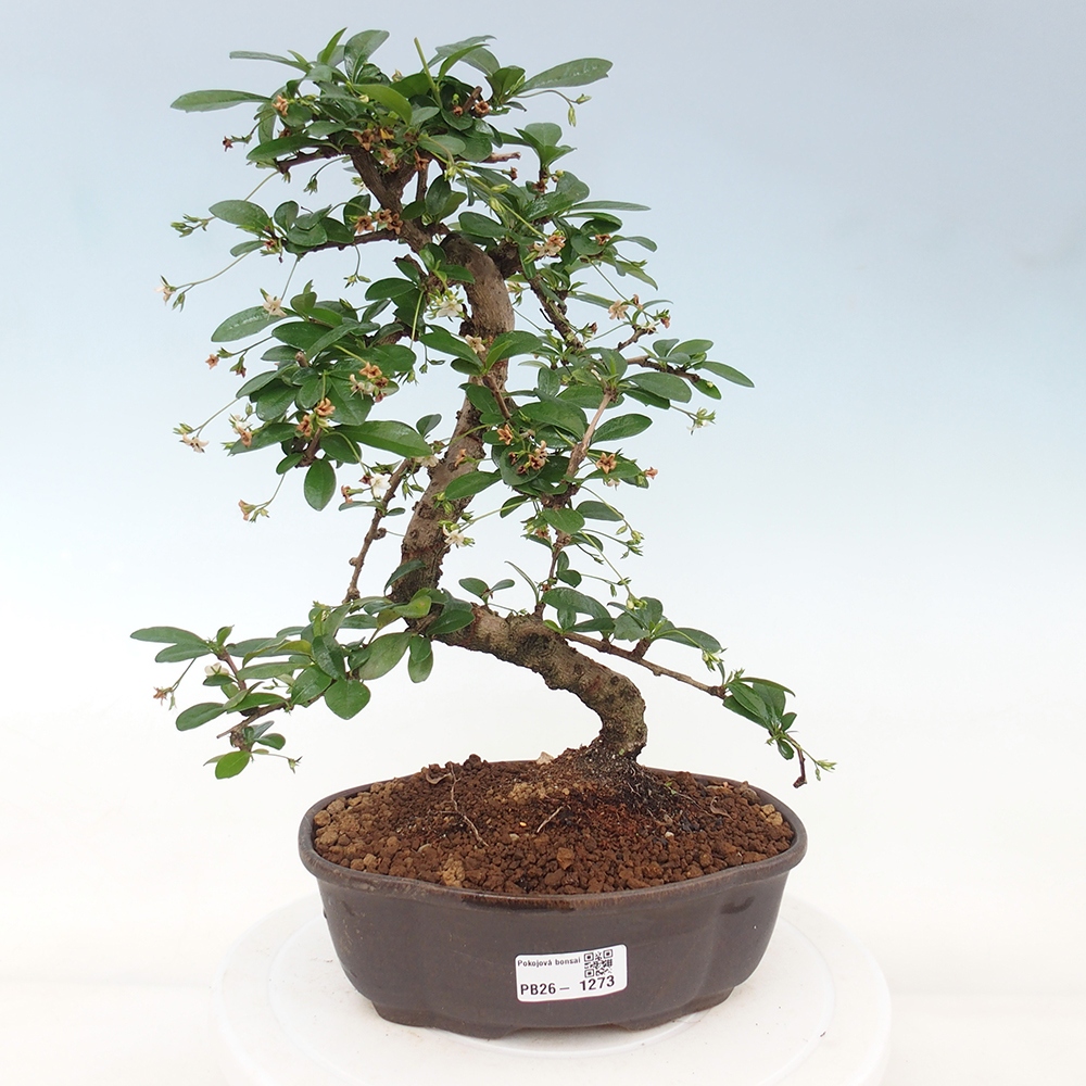 Szobai bonsai - Carmona macrophylla - Tea fuki