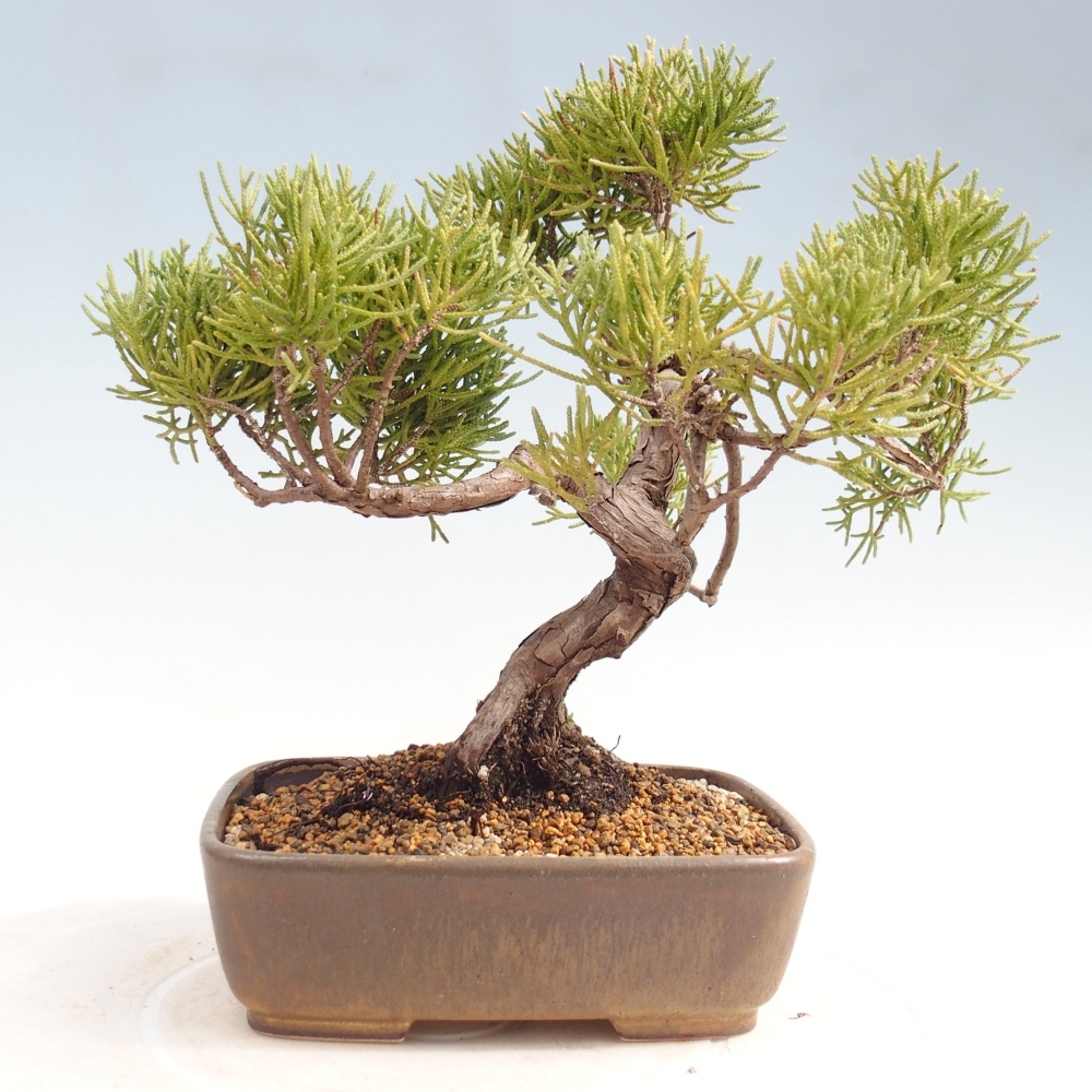Kültéri bonsai - Juniperus chinensis Kishu