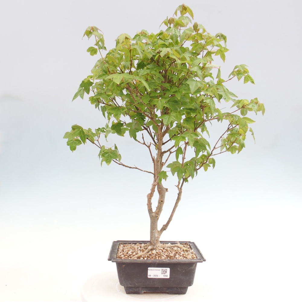Kültéri bonsai - Acer Buergerianum - Burger juhar