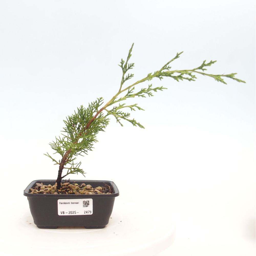Kültéri bonsai - Juniperus chinensis Itoigawa