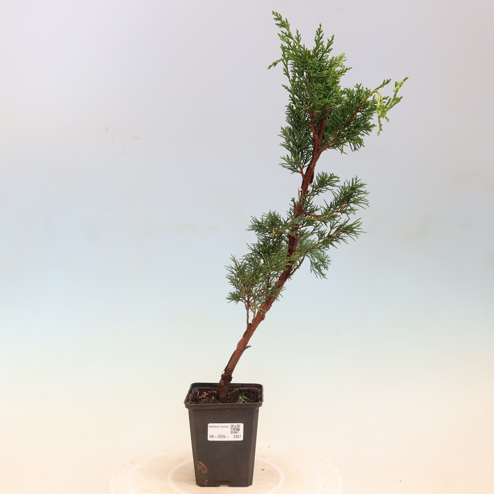 Kültéri bonsai - Juniperus chinensis Kishu