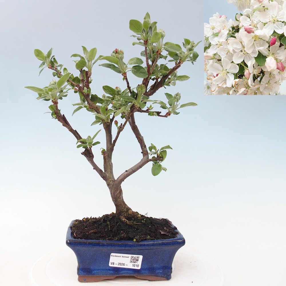 Kültéri bonsai -Malus halliana - Kis gyümölcsű almafa