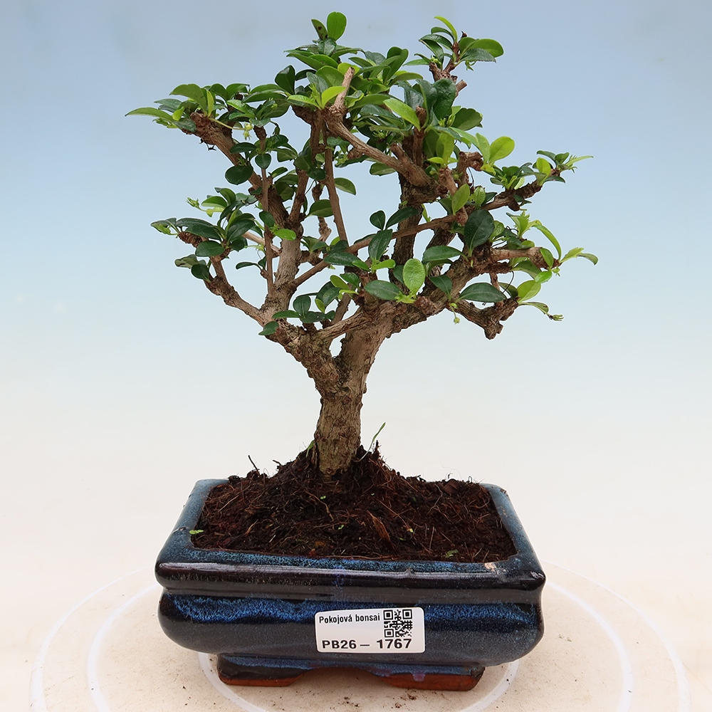 Szobai bonsai - Carmona macrophylla - Tea fuki