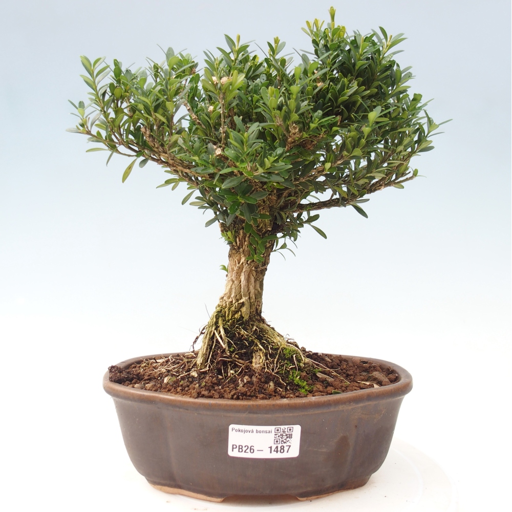 Szobai bonsai - Buxus harlandii - parafa buxus