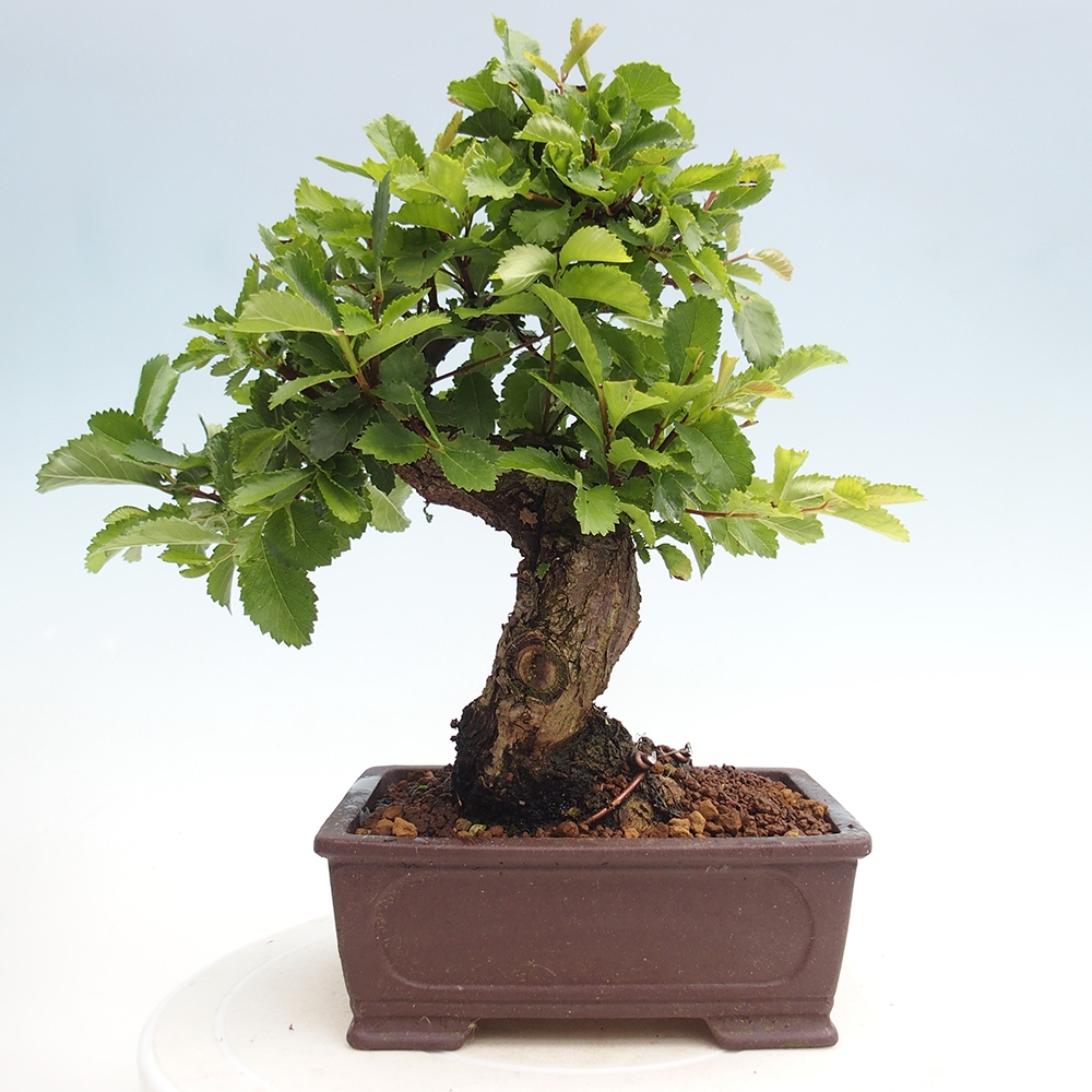 Kültéri bonsai - Zelkova - Zelkova NIRE